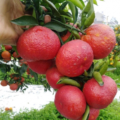 媛红椪柑苗